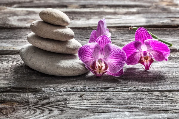 Delicate orchidee rosa e ciottoli su legno grigio antico — Foto Stock