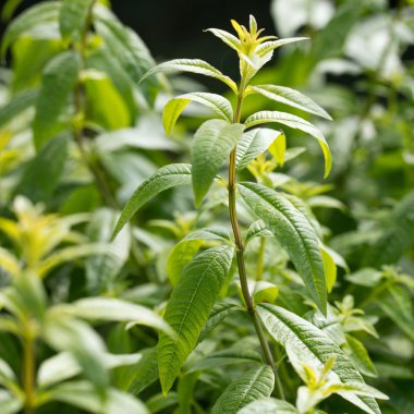 aromatik lemon verbena, aromatik çay için kokulu ot Close-Up