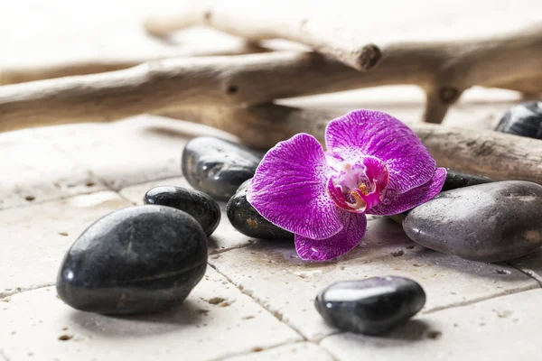 Seixos pretos e madeira de deriva com orquídea para atmosfera de beleza — Fotografia de Stock