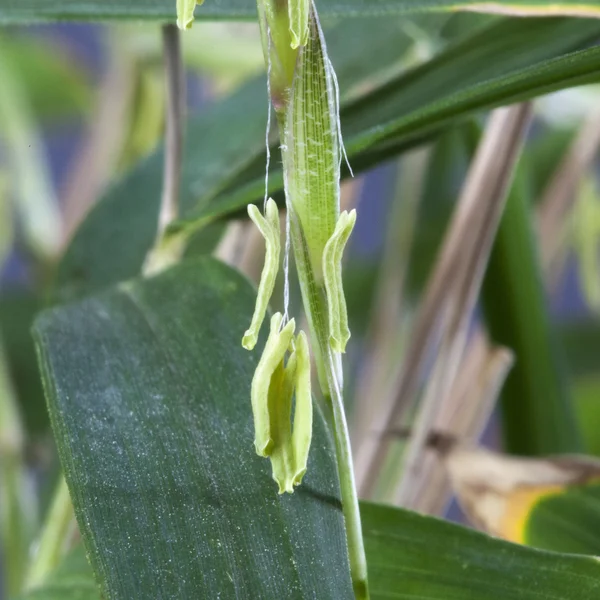 Closeup on bamboo seeds on green bamboo plant for zen springtime — Stock Photo, Image