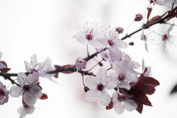 Сосредоточьтесь на цветении сакуры для чистоты и весны. — стоковое фото