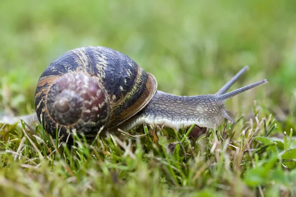 Snail sliding on green grass in garden — Stock Photo, Image