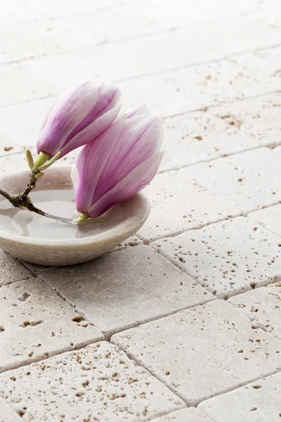 Fiori magnolia puri in tazza di pietra d'acqua — Foto Stock