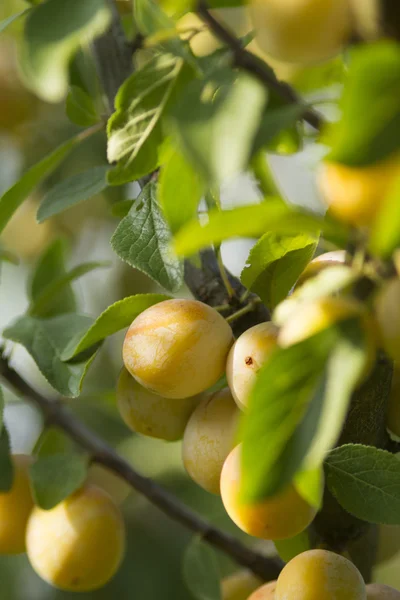 Petites prunes jaunes dorées biologiques appelées mirabelles françaises aux feuilles — Photo