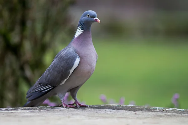 Wood pigeon, European migratory big bird over green background — Stock Photo, Image