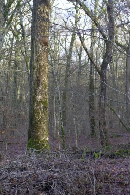 Orman için güneşli bir meşe ağacı üzerinde soğuk kış ışığı, zengin doğal ortam.