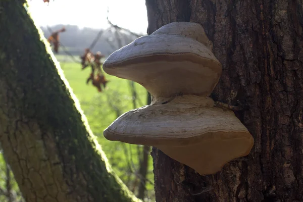 Pilzparasiten Oder Pilze Auf Eichenstamm Sonniger Winterzeit Für Natursymbiose Nahaufnahme — Stockfoto