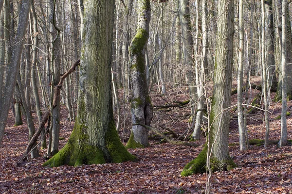 Las Dębowy Słonecznym Okresie Zimowym Organicznymi Martwymi Liśćmi Pokrywa Naturalny — Zdjęcie stockowe