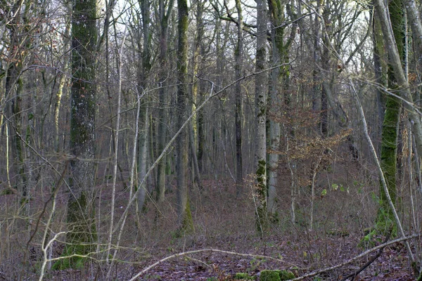 Kaltes Winterlicht Über Einer Sonnigen Eichenholzlandschaft Für Eine Reiche Natürliche — Stockfoto