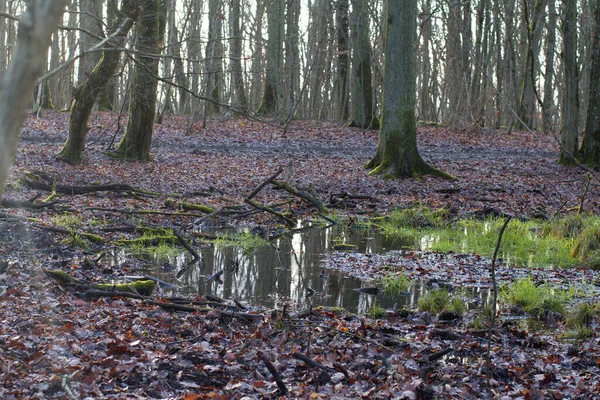 Sumpf Für Wildschweine Eichenwäldern Mit Winterlicht — Stockfoto