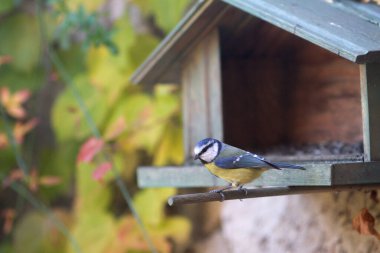 birdwatching from home: little blue tit, Cyanistes Caeruleus bird, perched in birdhouse in European backyard