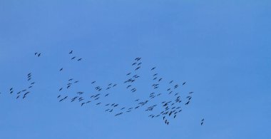 Kuş sürüsü, vahşi yaşam ve biyolojik çeşitlilik için mavi gökyüzü üzerinde Avrupa 'da uçan vinçlerin ortak göçü