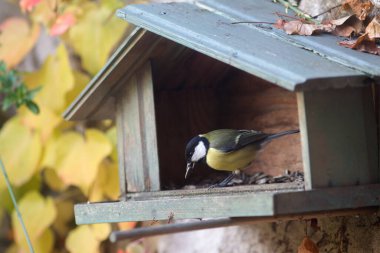 great tit, Parus Major passerine bird, eating a seed on a birdhouse over colorful autumn leaves for biodiversity and birdwatching in Europe