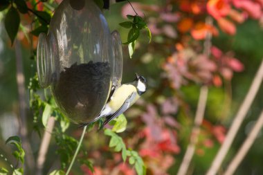 European great tit perched on a glass feeder to eat seeds over a colorful fall blurred background, ornithology and Paridae biodiversity