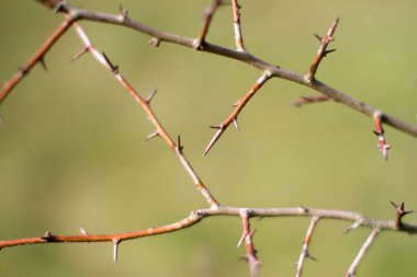 yeşil arka planda, kışın ve ilkbaharda arka bahçede dikenli çalı makrosu