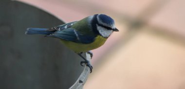 birdwatching from home: little blue tit, Cyanistes Caeruleus bird, perched in European backyard