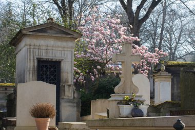 Bahar mevsimi mezarlığı, eski mezar taşları, taş haçı ve güneşli manolya çiçeği ağacı.