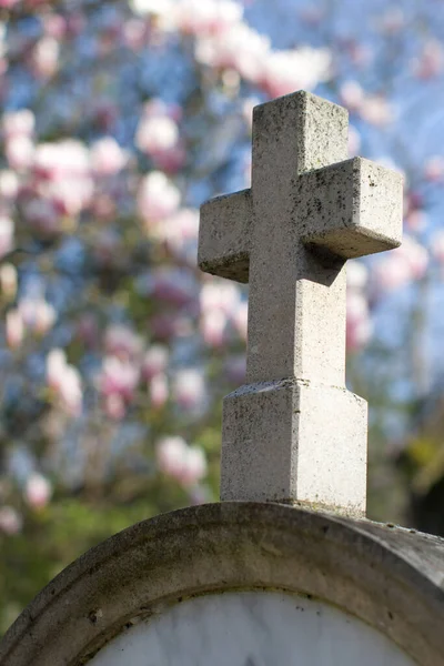 old stone cross, catholic religion symbol for eternity, death and life with beautiful springtime magnolia flower tree, blurred background