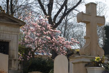 Sonsuzluğun sembolü ilkbaharda taş haçlı antik mezarlık, eski mezar taşları ve güzel manolya çiçeği ağacı, güneşli gün ışığı