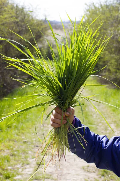 Orgogliosa Mano Bambino Mostrando Mazzo Erba Simbolo Natura Preziosa Potenza — Foto Stock