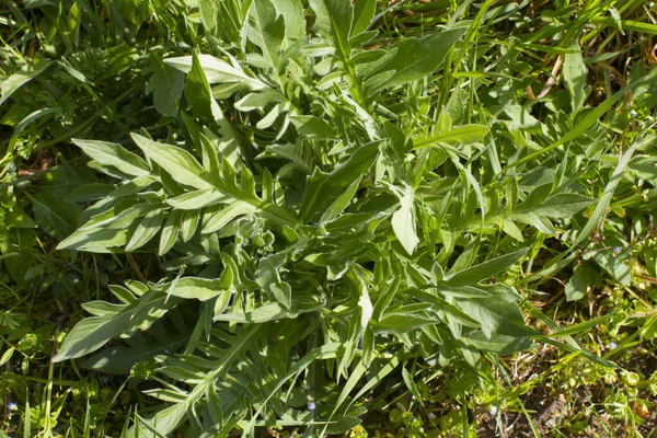 Большой Кнапвид Centaurea Scabiosa Травянистое Растение Красивыми Большими Листьями Лугах — стоковое фото