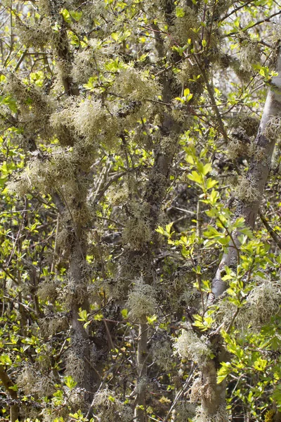 美丽的 茂密的苔藓生长在树上 表明当地空气质量良好 环境清洁 — 图库照片