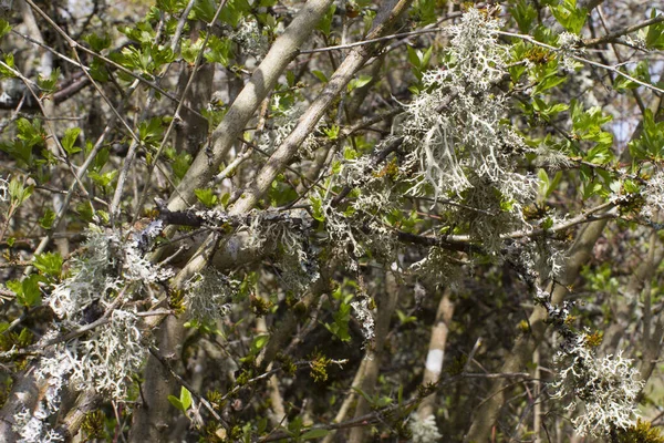 Bushy Lichen Tree Nature Symbiosis Beautiful Sign Good Local Air — Stock Photo, Image