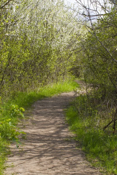 Ensolarado Sinuosa Pista Caminhada Sujeira Através Arbustos Espinheiro Primavera Grama — Fotografia de Stock