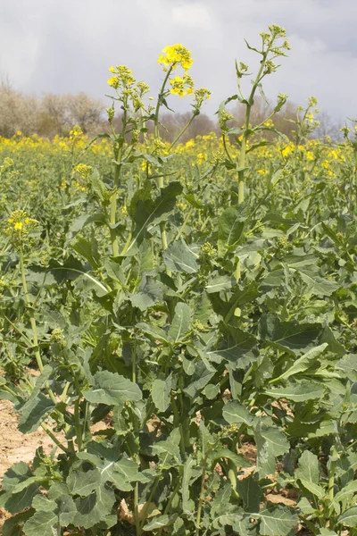 Крупный План Цветов Канолы Органического Масла Омега Завода Brassicaceae Сельское — стоковое фото