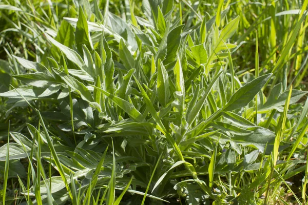 Centaurea Scabiosa Большой Knapweed Травянистое Растение Красивыми Большими Листьями Лугах — стоковое фото