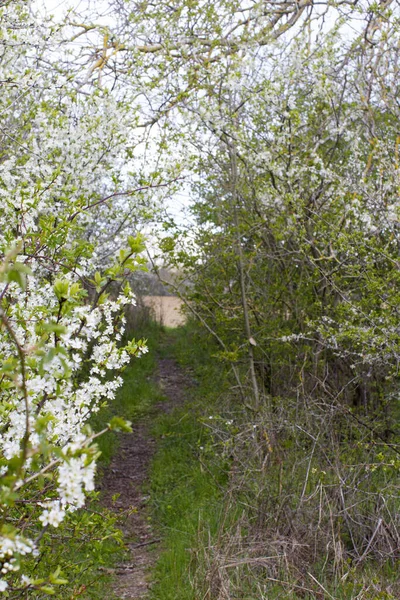 Ścieżka Naturalna Krzakach Krzewach Drzewach Użytkach Zielonych Kwitnącym Głogiem Botaniką — Zdjęcie stockowe