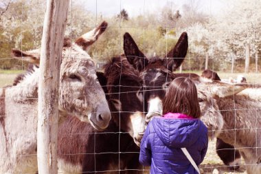 child feeding a group of Mediterranean and black donkeys through fence from springtime meadow with tree background, vintage effects