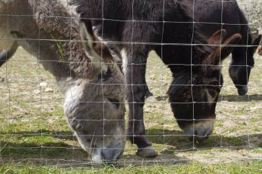group of black and Mediterranean donkeys grazing their pasture through fence from springtime meadow