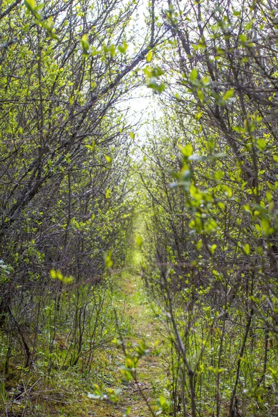 Sunny Natural Sinuous Animal Track Spring Bushes Biodiversity Life Experience — Fotografia de Stock
