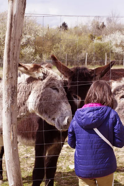 Child Feeding Several Mediterranean Black Donkeys Fence Springtime Tree Background — Fotografia de Stock