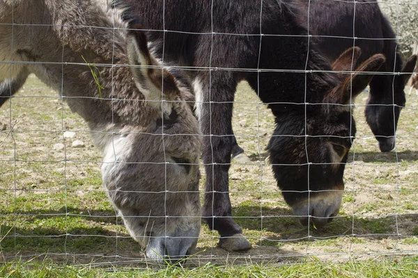 Group Black Mediterranean Donkeys Grazing Pasture Fence Springtime Meadow — Fotografia de Stock