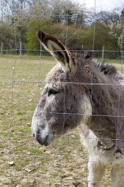 Portrait Mediterranean Donkey Looking His Big Ears Pointed His Fence — Fotografia de Stock