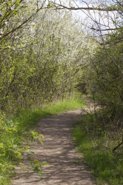 Hayat macerası konsepti, bilinmeyen gelecek ya da doğa keşfi için baharda çiçek açan çalılar ve çimenler arasında yürüyen sinsi toprak yol.
