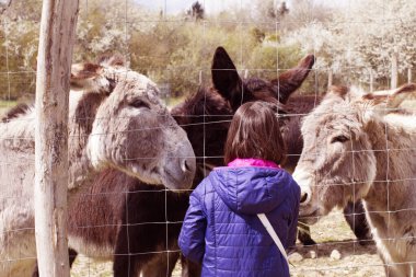 çocuk bir grup Akdeniz ve siyah eşekleri çitin içinden besliyor bahar ağacı arka planında, klasik efektler