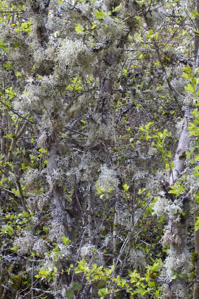 Симбіоз Природи Буйним Лишайником Деревом Красиві Ознаки Хорошої Якості Місцевого — стокове фото