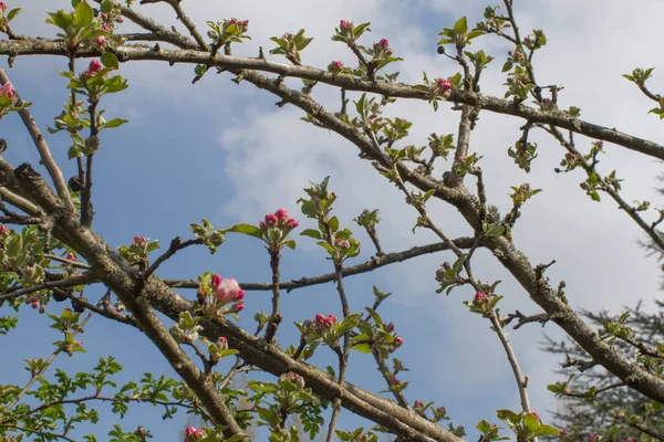 新鲜的粉红色开花的苹果树老分枝 朝向蓝天 — 图库照片