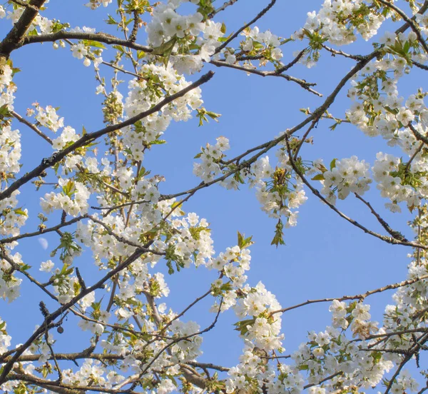 樱桃树的花壁纸挂在美丽的蓝天之上 — 图库照片