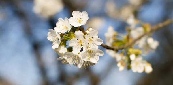 桜の咲く春の植物が枝をかすめ青空を背景に — ストック写真