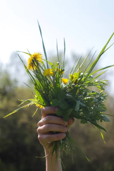 Hand Kind Biedt Een Bos Van Wilde Bloemen Gras Voor — Stockfoto