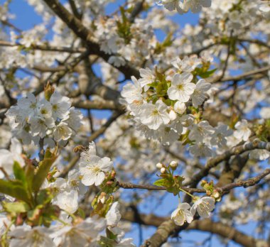 Doğal güzellik için kiraz ağacının güzel beyaz çiçekleri mavi gökyüzü üzerinde ilkbahar bahçesinde, kare 