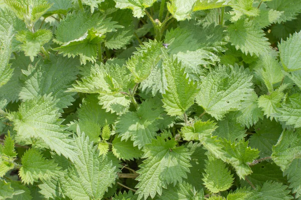 Мочегонное Жгучая Крапива Urtica Dioica Зеленом Заднем Дворе Поле Солнечное — стоковое фото