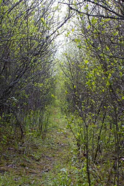 Rasto Animal Estreito Natural Através Arbustos Espinheiro Para Biodiversidade Primavera — Fotografia de Stock