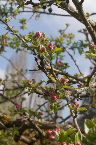 园中宁静的苹果树粉红开花芽的老分枝 从后院开花的春天 — 图库照片