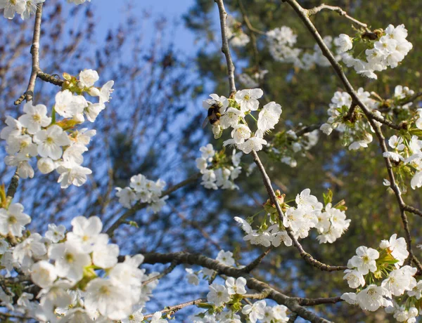 在阳光明媚的春天 大黄蜂在开花的樱桃树上为环境 健康和自然授粉 — 图库照片