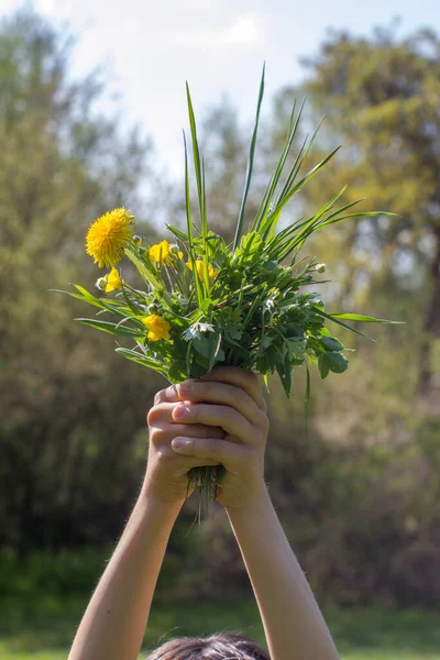 Child Showing High Springtime Wild Local Flowers Strength Pride Gift — Stock Photo, Image